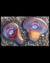Pack Indian Scout 2015-Up Stones 1920 Mod.