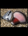 Pack Indian Scout 2015-Up (1920 Mod.)