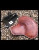 Pack Indian Scout 2015-2024 (1920 Mod.) Wall of Death